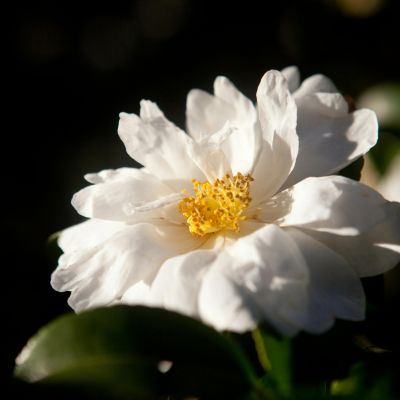 Camellia Sinensis Close-up of Camellia Sinensis plant