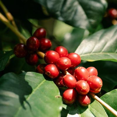 Chlorogenic Acid A close-up of a bunch of red coffee berries on a branch with green leaves. Chlorogenic acid is a compound found in coffee beans that contributes to the flavor and aroma of coffee