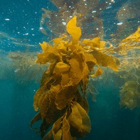 L Carnitine A close-up of a bunch of kelp strands on the ocean floor. Kelp is a type of seaweed that is a source of L-Carnitine, an amino acid that plays a role in energy production in the body